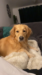 A photo of your dog right now
