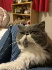 Magnificent Moustaches
