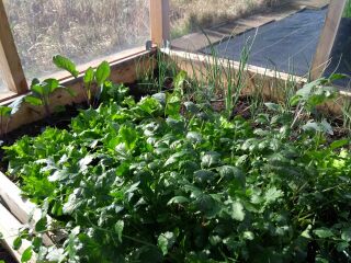 12x16 greenhouse photos?