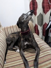 Greyhound