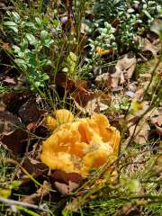 The Autumnal Christmas Chronicles Preamble thread