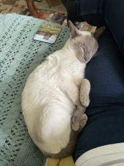 What's True Pussycat? - Trump Thread #134