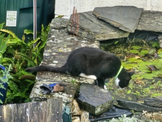 Passports, buckets and spades - the Excellent Cats go on their holidays