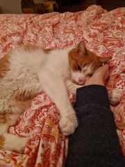 Setting up room for rescue cat