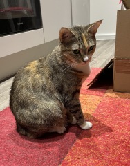 Flounders or Flouncers? The Excellent Cats continue their important debate