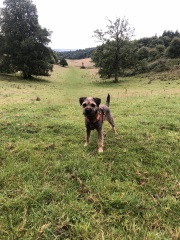 Border terriers