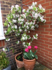 Can I do this in my new build garden?