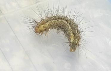 Can anyone help me ID this caterpillar?