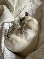 What's True Pussycat? - Trump Thread #134