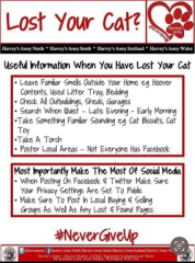 Cat Missing