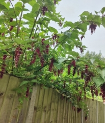 Can anyone identify this plant/shrub?