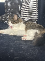 Massive meawstake🤯😳😠😩🥺😖😣😔🐈🐈😹😿🙀