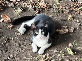 Passports, buckets and spades - the Excellent Cats go on their holidays