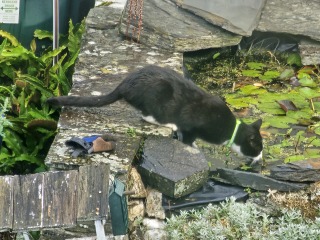 Passports, buckets and spades - the Excellent Cats go on their holidays
