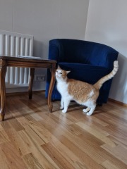Setting up room for rescue cat