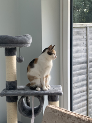 Flounders or Flouncers? The Excellent Cats continue their important debate