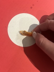 Rotten red bell pepper