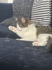Massive meawstake🤯😳😠😩🥺😖😣😔🐈🐈😹😿🙀