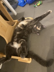 Flounders or Flouncers? The Excellent Cats continue their important debate