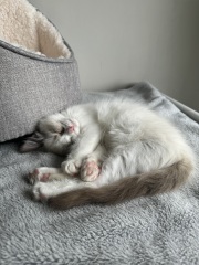 Kitten pooing on the carpet and stepping in it