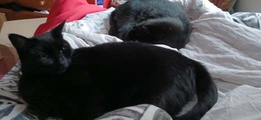 Passports, buckets and spades - the Excellent Cats go on their holidays