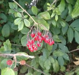 Thread 14 - TalkLair: “What The Hell Are We Supposed To Use, Man? Harsh Language?”