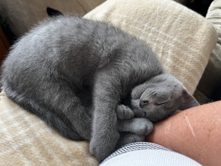 Flounders or Flouncers? The Excellent Cats continue their important debate