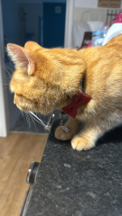 Passports, buckets and spades - the Excellent Cats go on their holidays