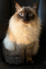 Flounders or Flouncers? The Excellent Cats continue their important debate