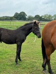 Show us your 2024 foals!