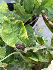Magnolia - why black leaves?