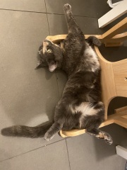 Flounders or Flouncers? The Excellent Cats continue their important debate