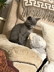 Flounders or Flouncers? The Excellent Cats continue their important debate