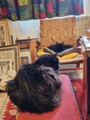 Passports, buckets and spades - the Excellent Cats go on their holidays