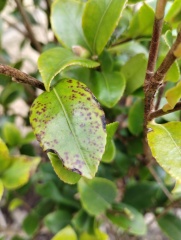 Is this disease or damage?