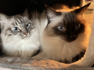 Flounders or Flouncers? The Excellent Cats continue their important debate