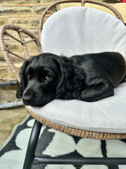 Puppy Survival Thread for New & Old Pups - Soon be Autumn 2024