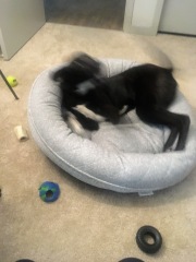 Help needed! 6 mo lurcher lost her mind