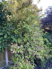 anyone tell me what this tree is called please