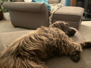 A photo of your dog right now