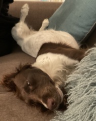 A photo of your dog right now