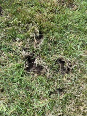 Are these holes made by hedgehogs?