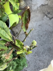 Magnolia - why black leaves?