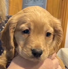 Help name my puppy