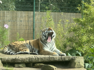 Flounders or Flouncers? The Excellent Cats continue their important debate