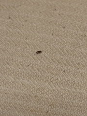 What bug is this?