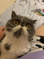 Magnificent Moustaches