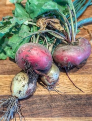 The Vegetable Patch 2024/2025
