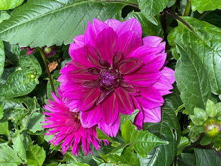 Autumn - Gardening Jobs to do this Season (Sep, Oct, Nov)