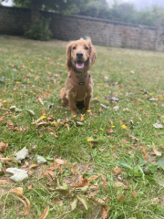 Puppy Survival Thread for New & Old Pups - Soon be Autumn 2024